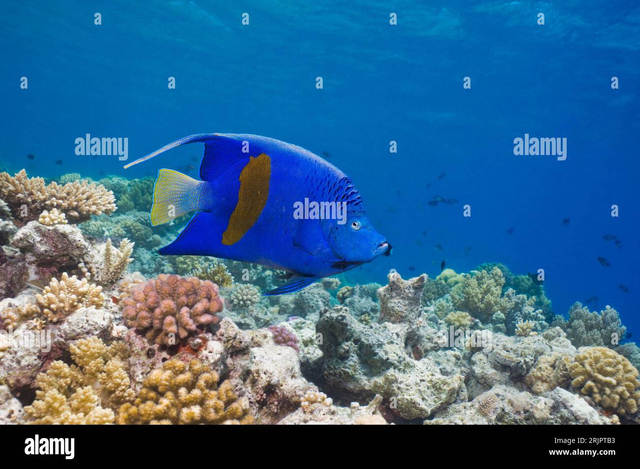 Yellowbar angelfish (Pomacanthus maculosus).  Egypt, Red Sea. Stock Photo