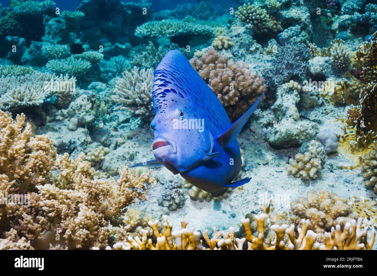 Yellowbar angelfish (Pomacanthus maculosus).  Egypt, Red Sea. Stock Photo
