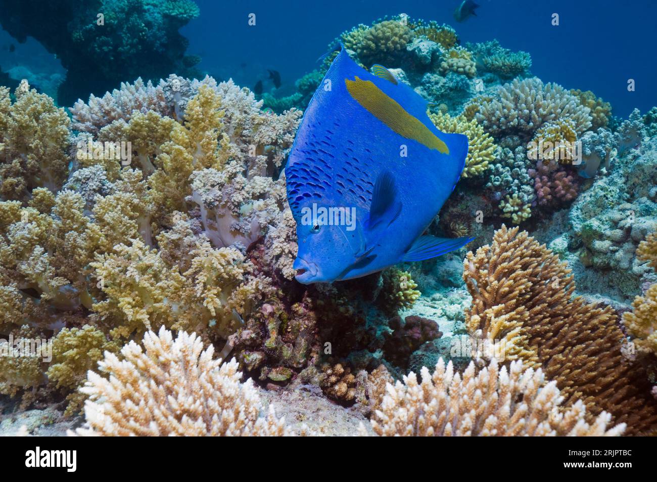 Yellowbar angelfish (Pomacanthus maculosus)  swimming over coral reef.  Egypt, Red Sea. Stock Photo