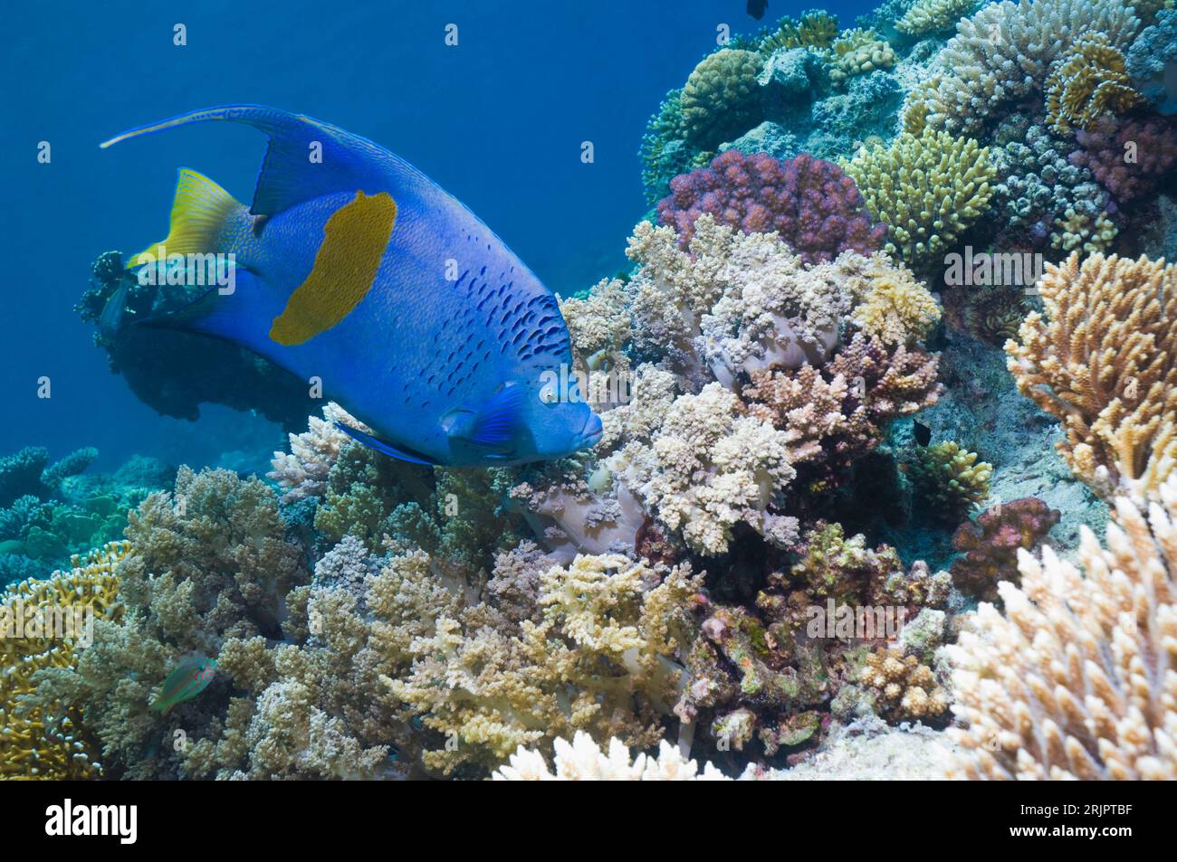 Yellowbar angelfish (Pomacanthus maculosus) swimming over coral reef.  Egypt, Red Sea. Stock Photo