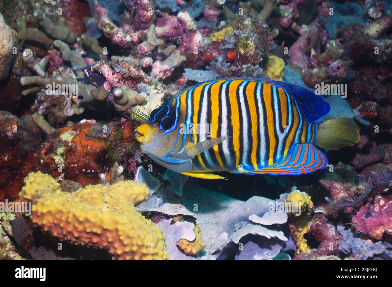Regal angelfish (Pygoplites diacanthus).  Solomon Islands.  Indo-Pacific Stock Photo