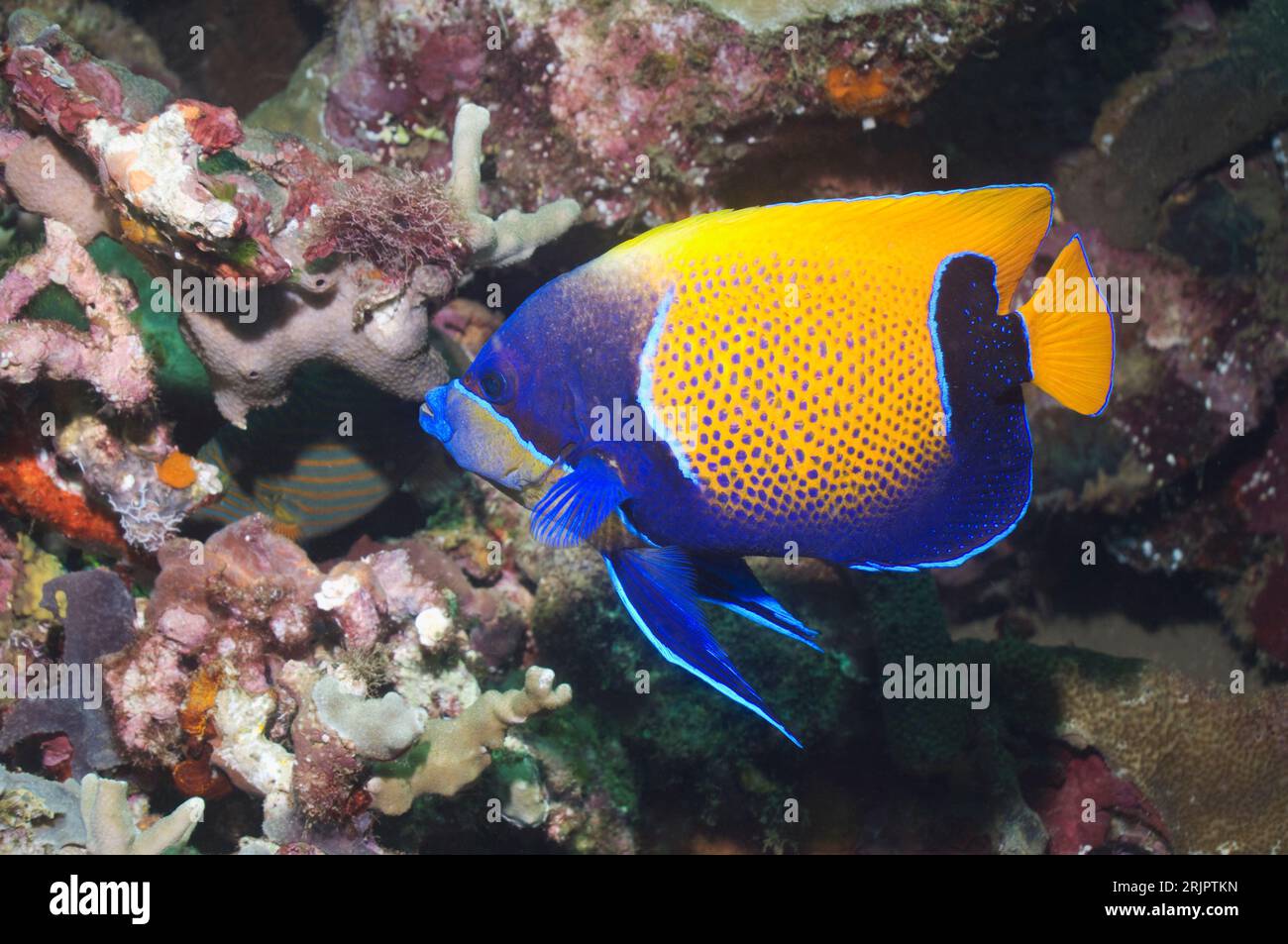Blue-girdled angelfish (Pomacanthus navarchus).  Solomon Islands.  West Pacific. Stock Photo