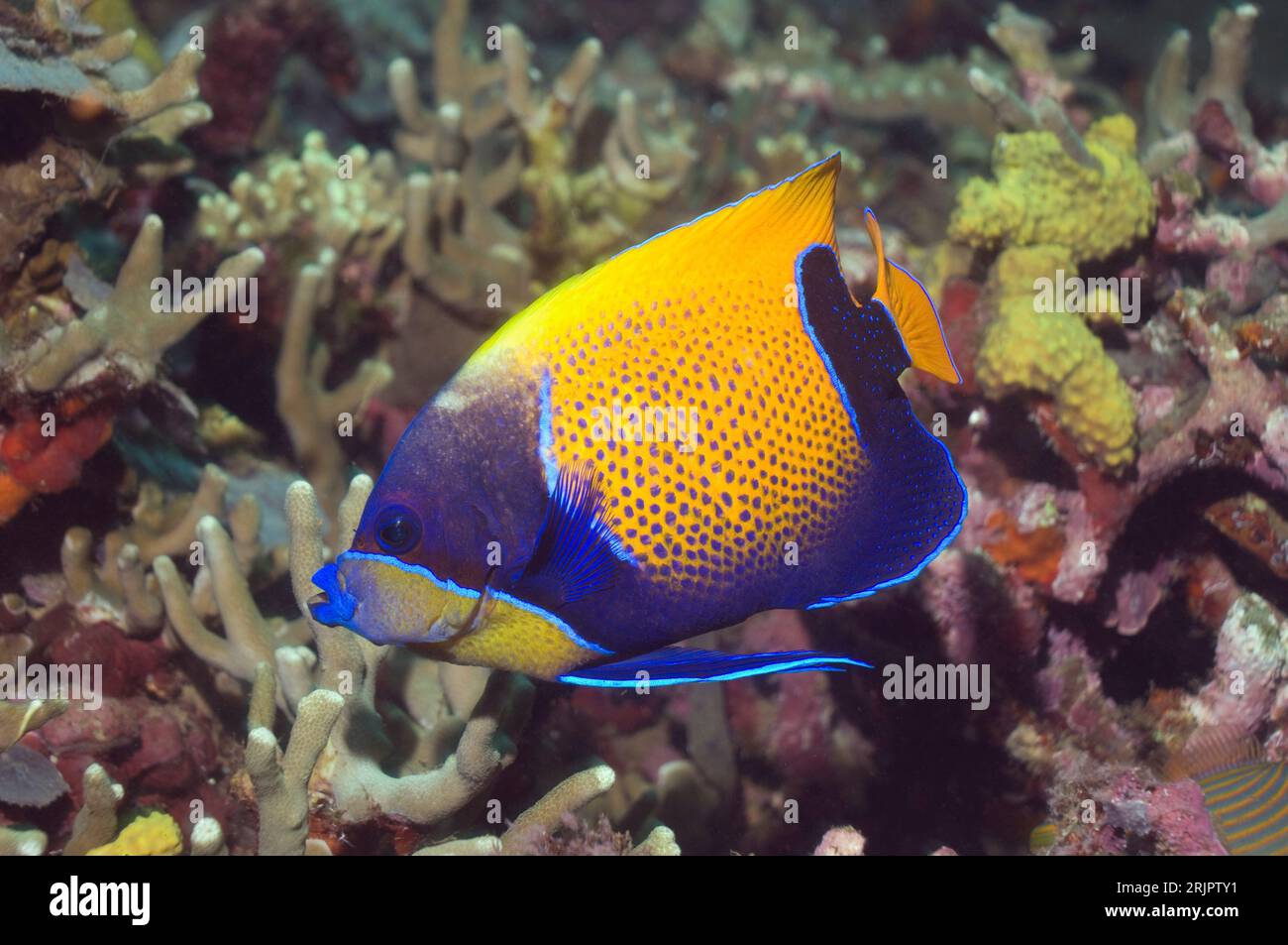 Blue-girdled angelfish (Pomacanthus navarchus).  Solomon Islands. Stock Photo