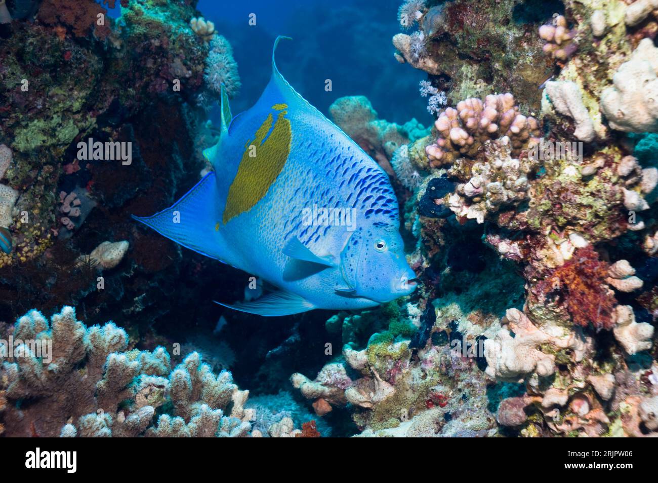 Yellowbar angelfish (Pomacanthus maculosus).  Egypt, Red  Sea. Stock Photo
