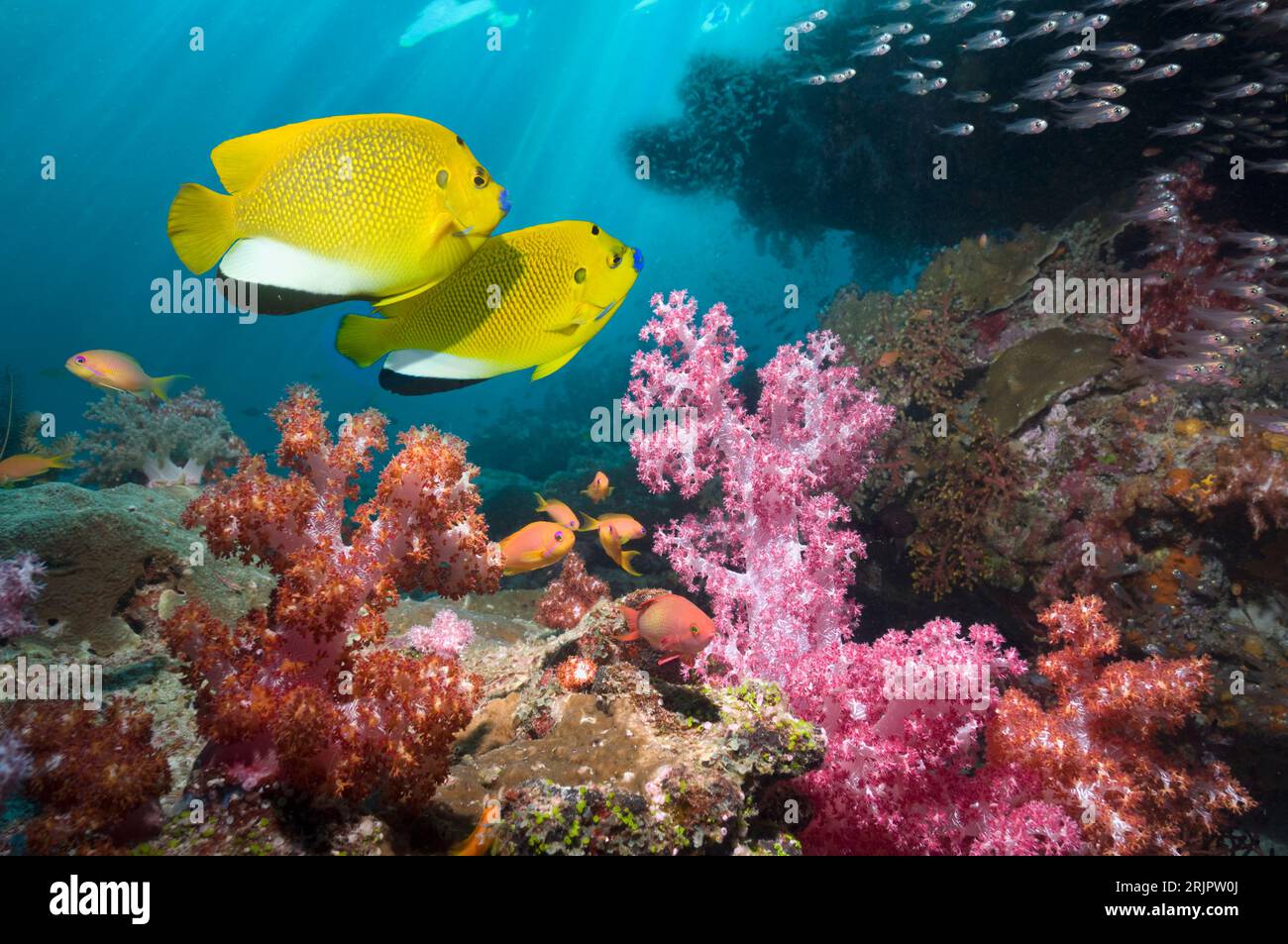 Pair of Threespot angelfish (Apolemichthys trimaculatus). over coral reef with soft corals.  Andaman Sea,  Thailand. Stock Photo