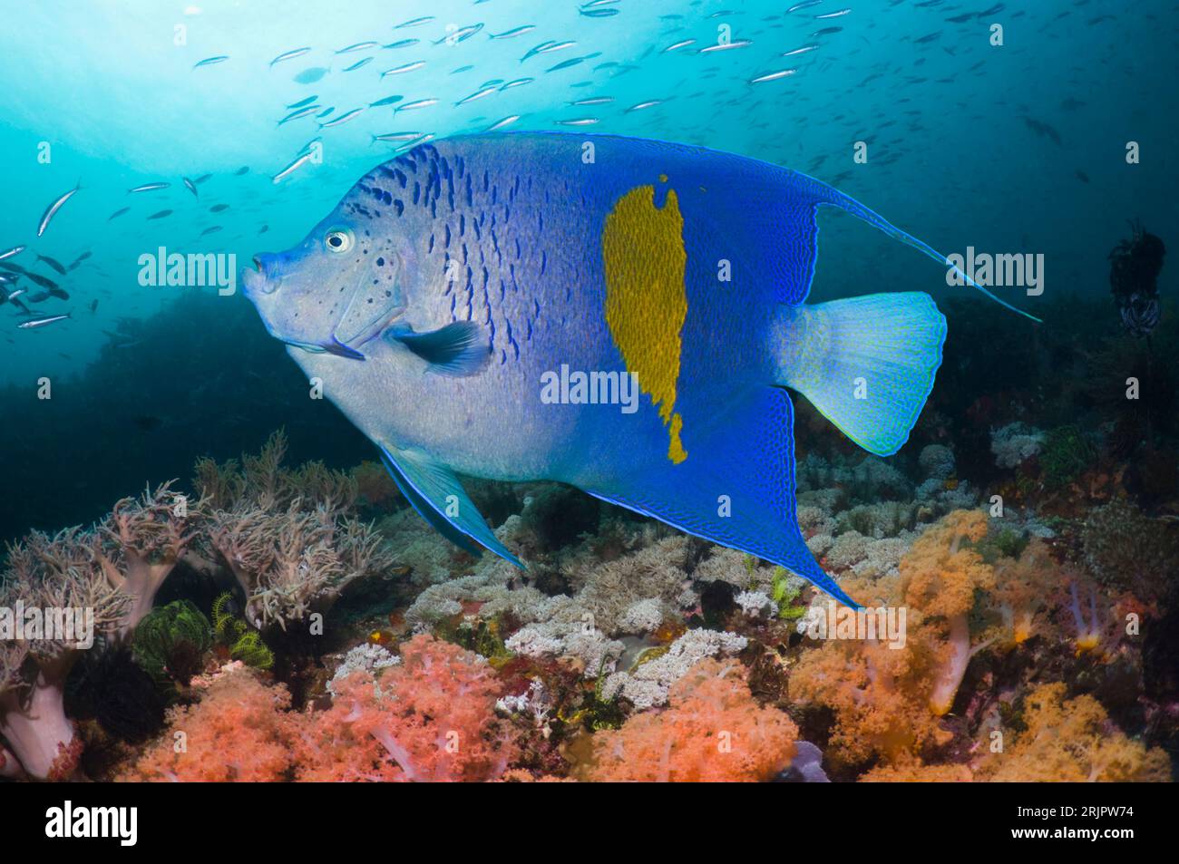 Yellowbar angelfish (Pomacanthus maculosus) swimming over coral reef.  Red Sea. Stock Photo