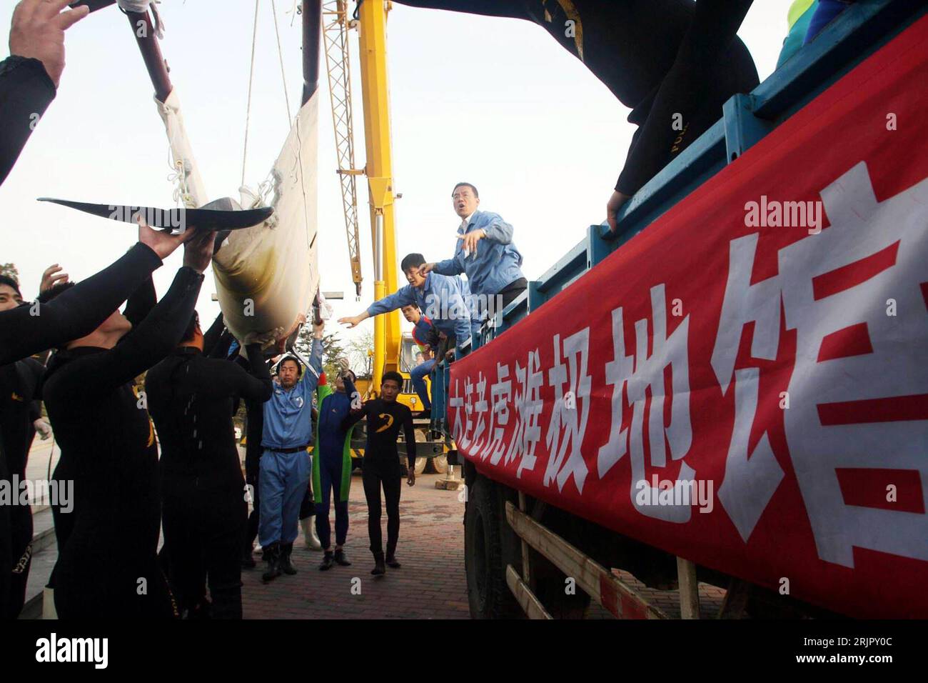 Bildnummer: 51256799  Datum: 10.05.2006  Copyright: imago/Xinhua Chinesischer Helfer verladen einen Delphin während des Transportes vom Taiji Walmuseum in Wakayama ken in Japan in das Laohutan Polar Aquarium in Dalian - PUBLICATIONxNOTxINxCHN, Personen , Tiere; 2006, Dalian, Transport, Transporte, Tiertransport, Tiertransporte, Delphin, Delphine, Säugetiere, Mann, Männer, Helfer, Chinese, Chinesen, Trage, Tragen, Kran, Kräne; , quer, Kbdig, Totale, China,  , Stock Photo