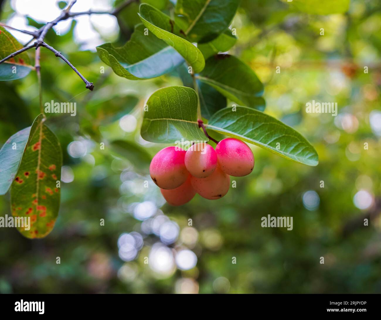 A closeup shot of a cluster of Carandas plum. Stock Photo