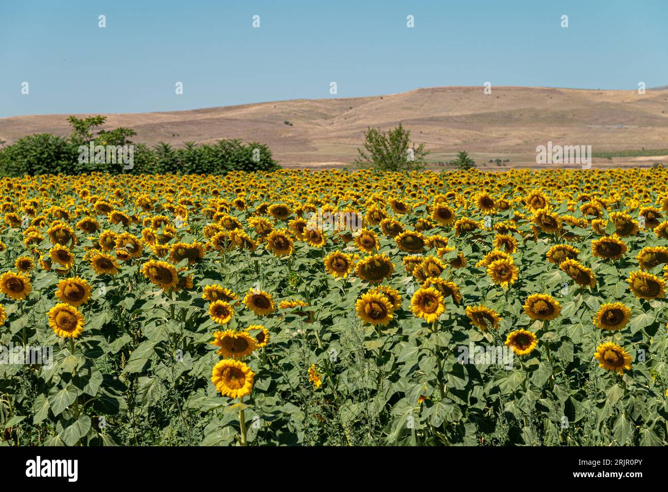 Organic sunflower field against sunny and blue sky Stock Photo