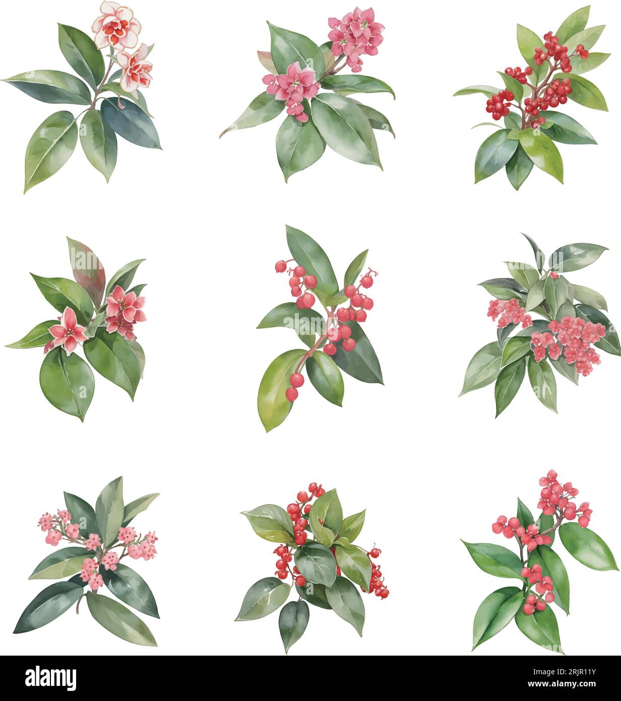 Watercolor Ardisia flowers set isolated on white background. Hand drawn watercolor illustration. Stock Vector