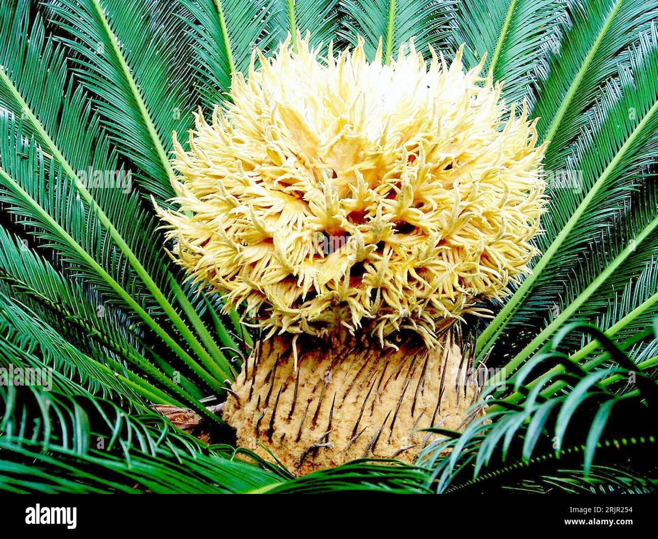 Japanischer palmfarn hi-res stock photography and images - Alamy