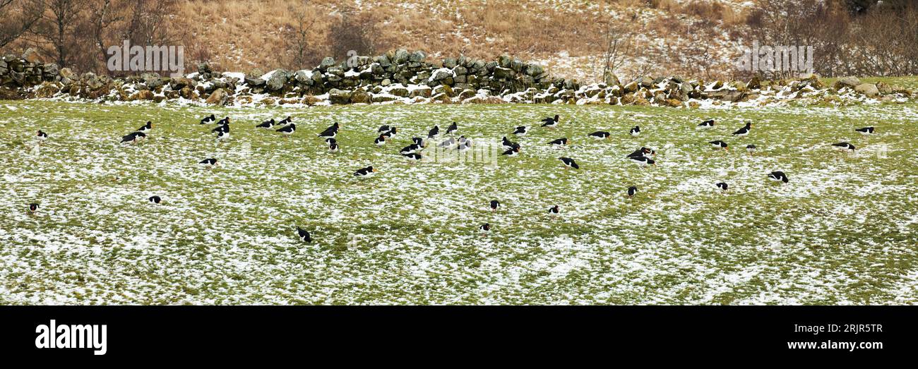 A large flock of Oyster Catchers (Haematopus ostralegus) in fields after late spring snow near Garrigill North Pennines Cumbria Stock Photo