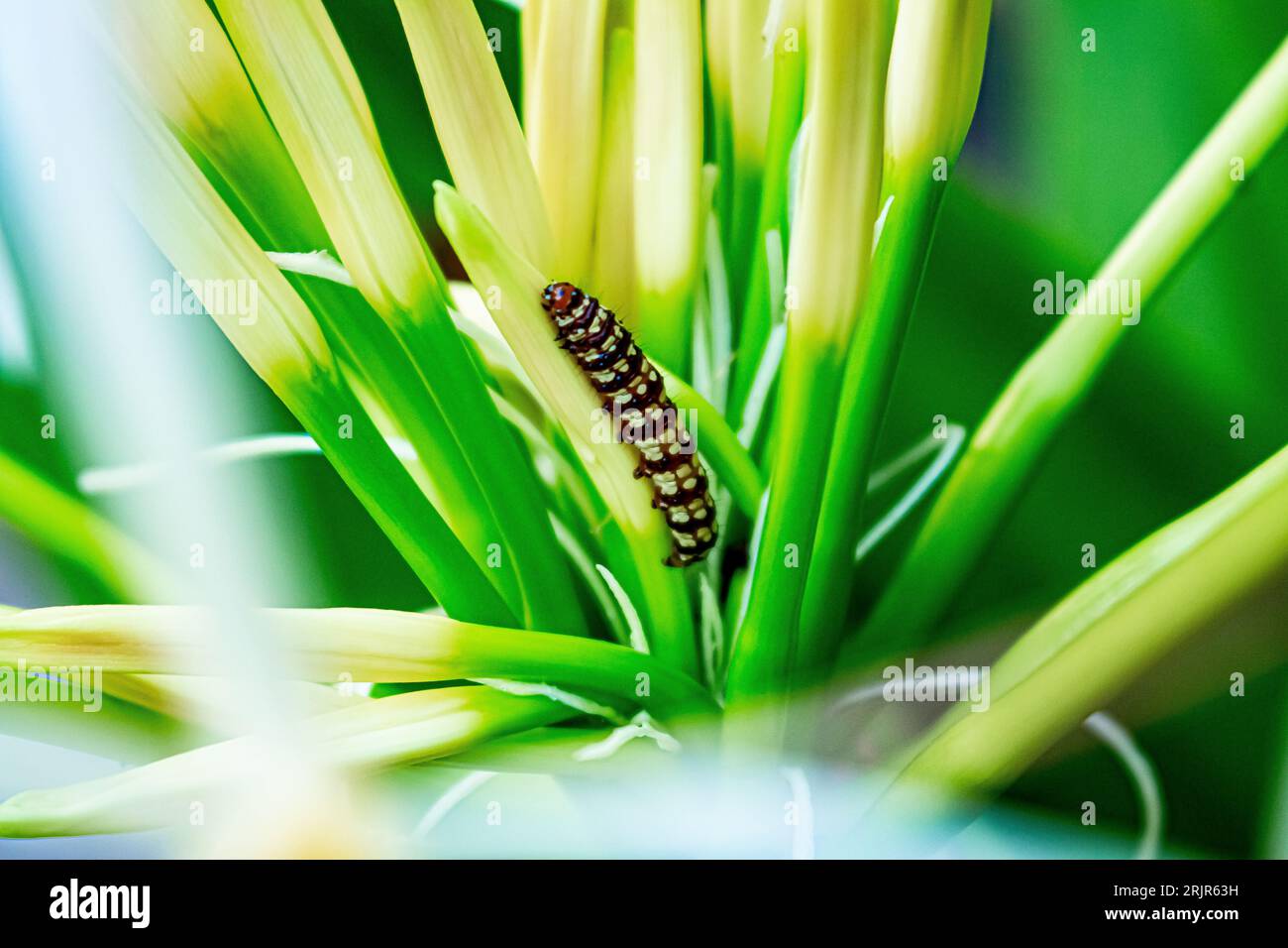 A close-up shot of Brithys crini, amaryllis borer larva on a green plant stem. Stock Photo