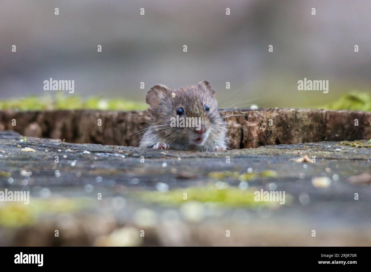 A pygmy field mouse on a stump surveying its surroundings. Stock Photo