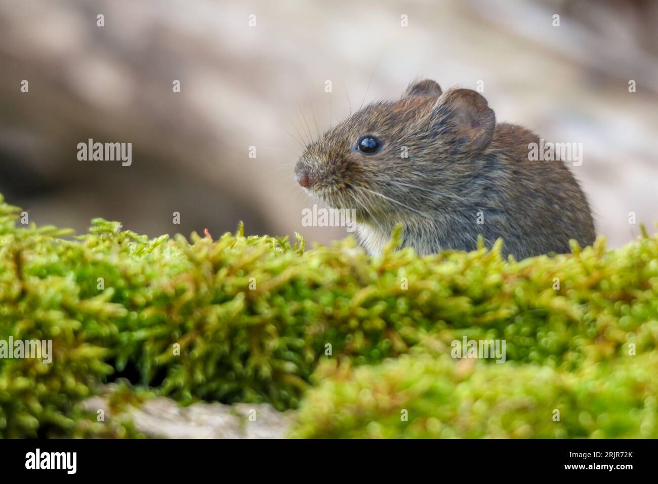 A pygmy field mouse on a green mossy surface. Stock Photo