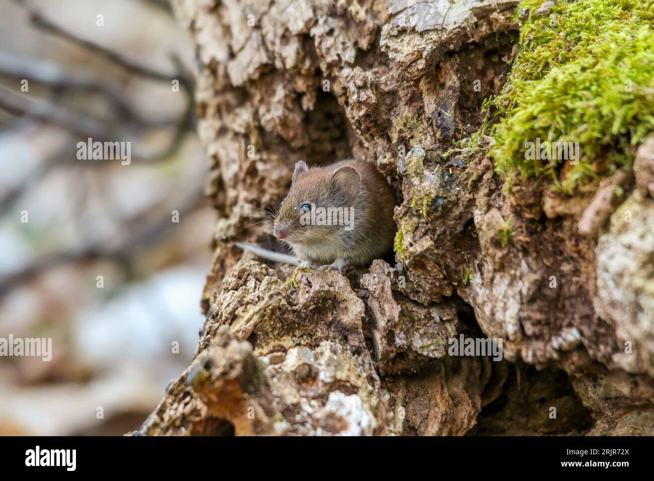 A pygmy field mouse on the tree. Apodemus uralensis. Stock Photo