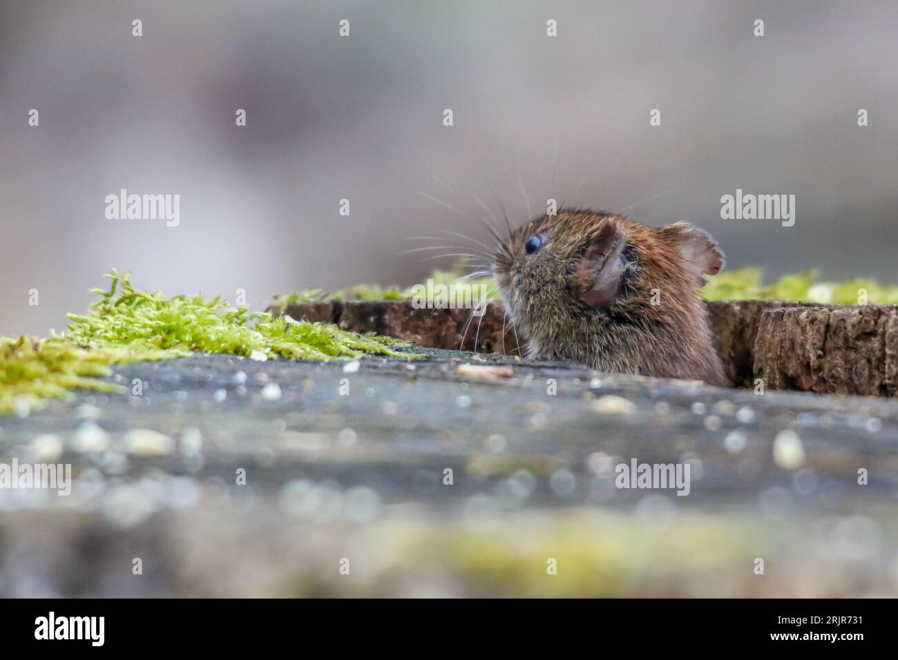 A pygmy field mouse on a stump surveying its surroundings. Stock Photo
