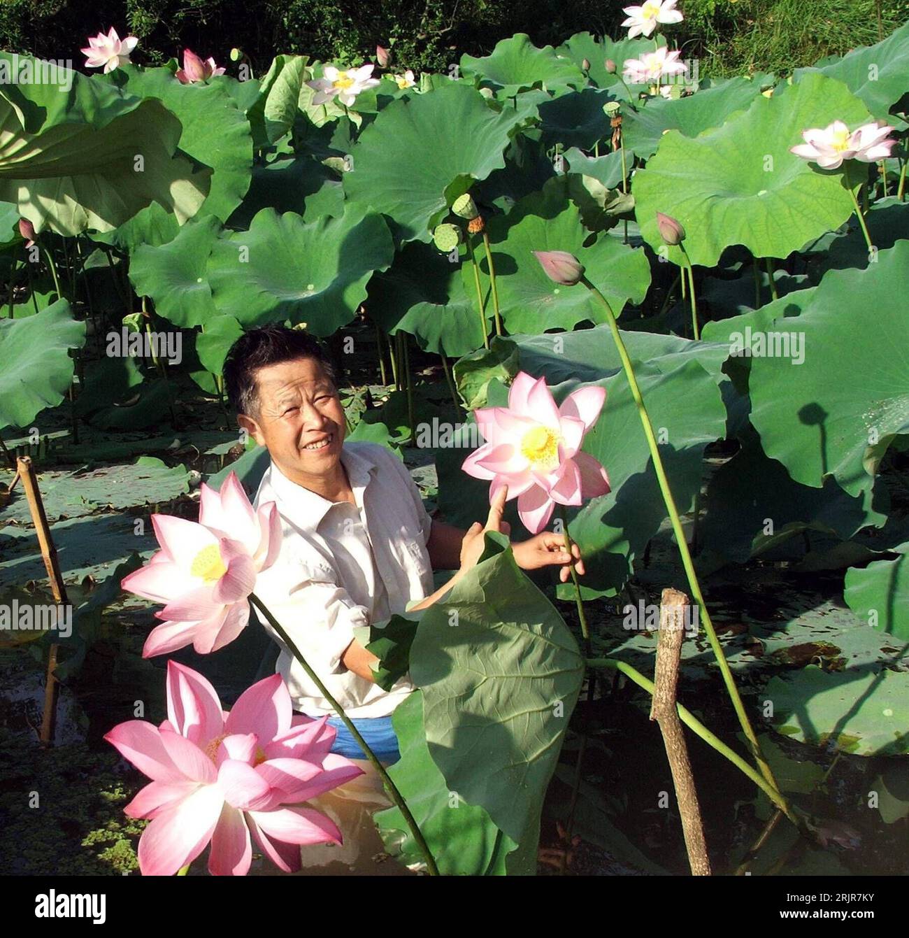 Bildnummer: 51322759  Datum: 05.07.2006  Copyright: imago/Xinhua Landwirt Tang Lesheng zwischen blühenden Lotusblumen, die aus Samen gewachsen sind, welche auf einem Satelliten mitgeflogen sind - Shaoyang, Provinz Hunan  PUBLICATIONxNOTxINxCHN, Personen , Pflanzen , optimistisch; 2006, Shaoyang, Hunan, Mann, Männer, lächelt, Bauer, Bauern, Blume, Blumen, Lotus, Lotos, Lotusblume, Lotusblumen, Lotosblume, Lotosblumen, blüht, blühend, blühen,; , quer, Kbdig, Einzelbild, Landwirtschaft, Wirtschaft, China,  , Stock Photo