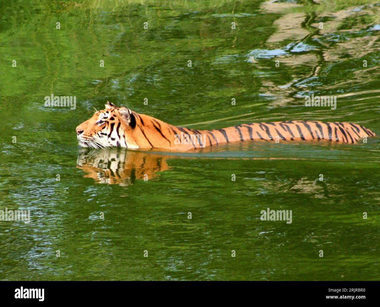 Bildnummer: 51367851  Datum: 22.07.2006  Copyright: imago/Xinhua Tiger (Panthera tigris) erfrischt sich in einem Teich im Zoo von Wuhan   PUBLICATIONxNOTxINxCHN, Tiere; 2006, Wuhan, Zoo, Zoos, Tierpark, Tierparks, Säugetiere, erfrischen, Erfrischung, Abkühlung, abkühlen, Hitze, Hitzewelle, Raubtier, Raubtiere, Raubkatze, Raubkatzen, schwimmen, schwimmt, schwimmend, Wasser; , quer, Kbdig, Sommer, Jahreszeit, Einzelbild, China,  ,    Bildnummer 51367851 Date 22 07 2006 Copyright Imago XINHUA Tiger Panthera Tigris refreshed to in a Pond in Zoo from Wuhan PUBLICATIONxNOTxINxCHN Animals 2006 Wuhan Stock Photo