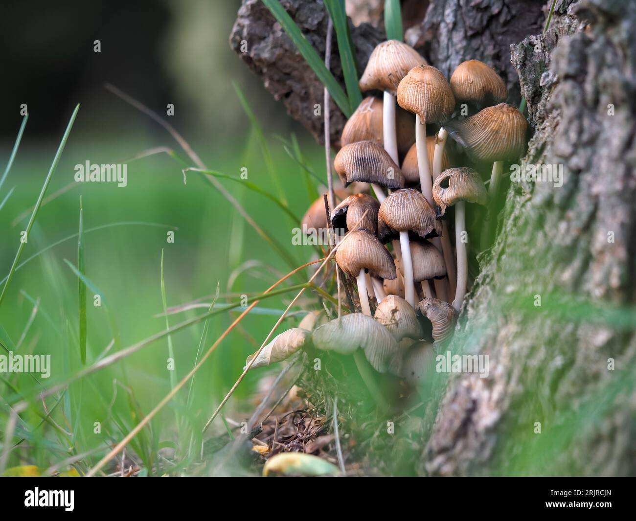 Shiny blackberry, Coprinellus micaceus mushrooms growing by a tree among grasses on a blurred background at close range, Edible but also poisonous mus Stock Photo