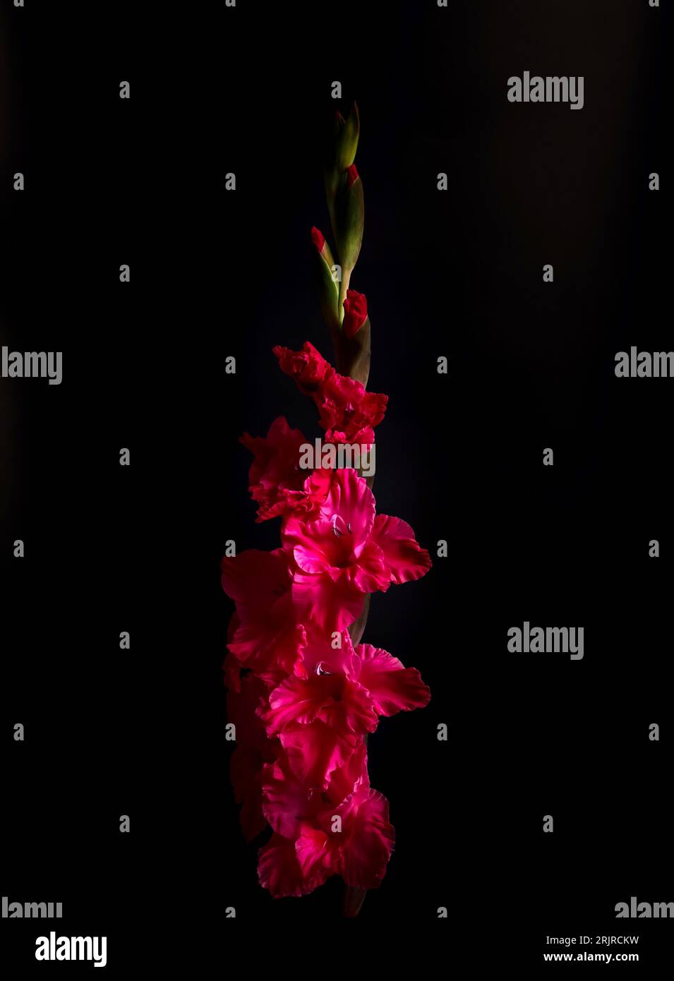 gladiolus flowers, multi-flowered inflorescence, colorful spiky decorative plant, close-up on a black background Stock Photo