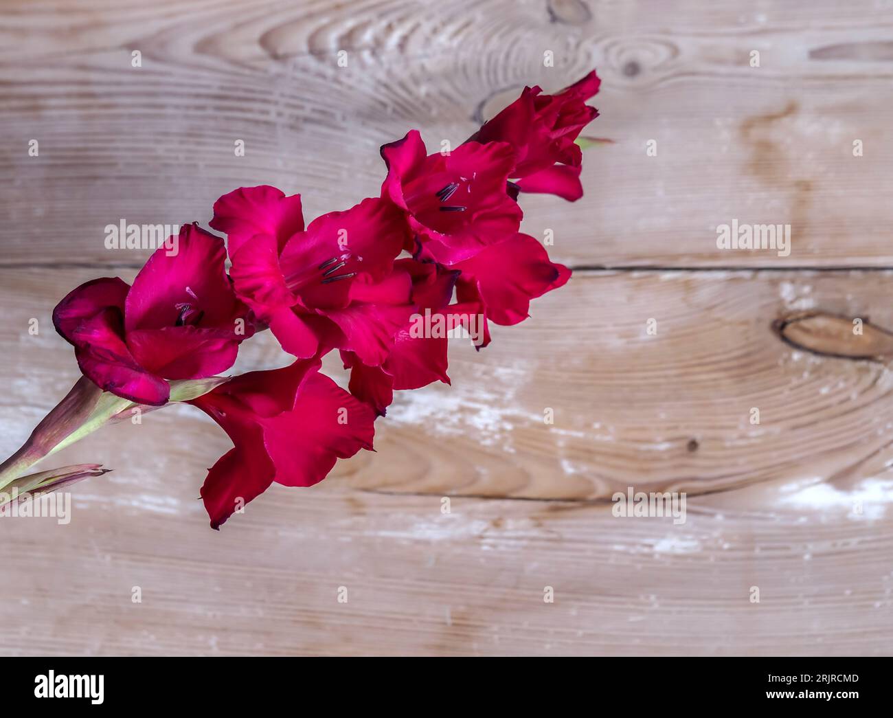 Gladiolus flowers, multi-flowered inflorescence, colorful spiky decorative plant, close-up against the background of wooden planks Stock Photo