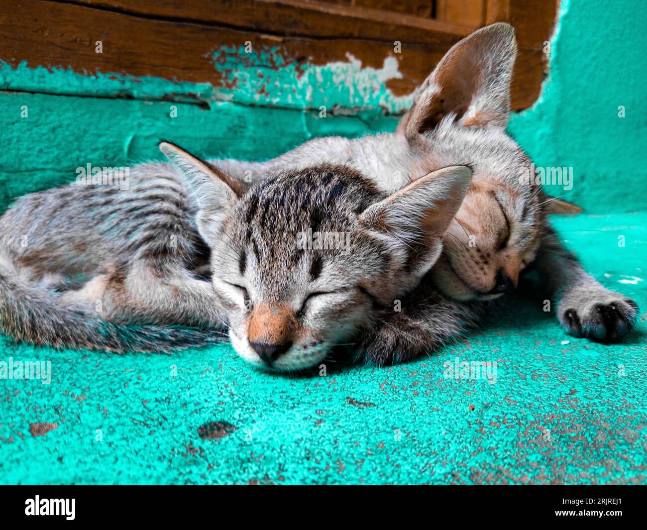 Two adorable kittens cuddling up together on a soft green rug, dreaming ...