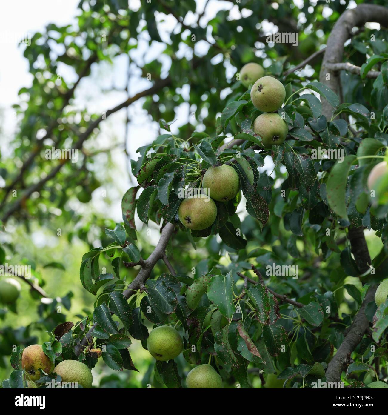Pear tree with pears with pear scab (Venturia pyrina) disease hanging on its branches. Stock Photo