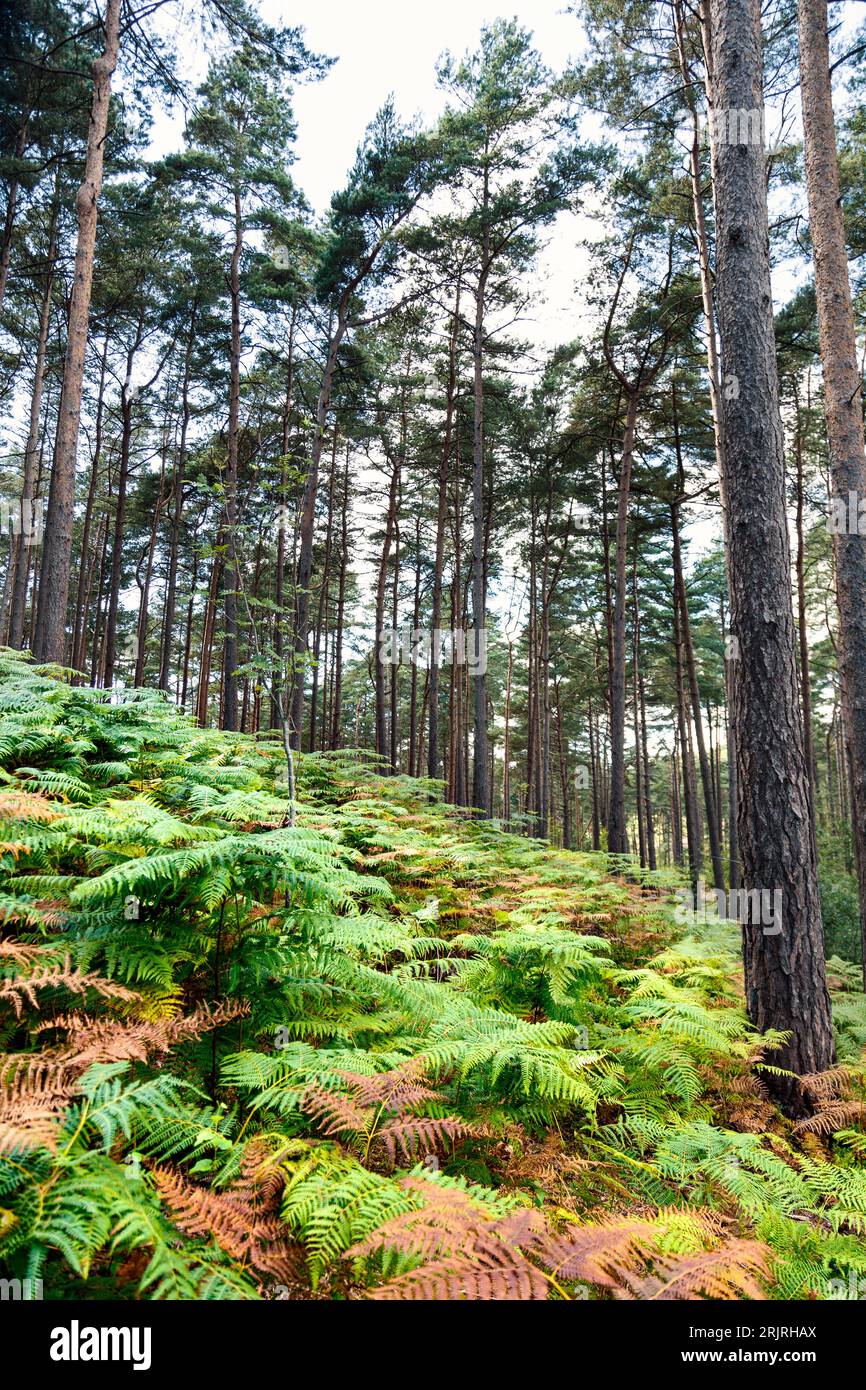 Trees and ferns of Bourne Woods in Surrey, England Stock Photo