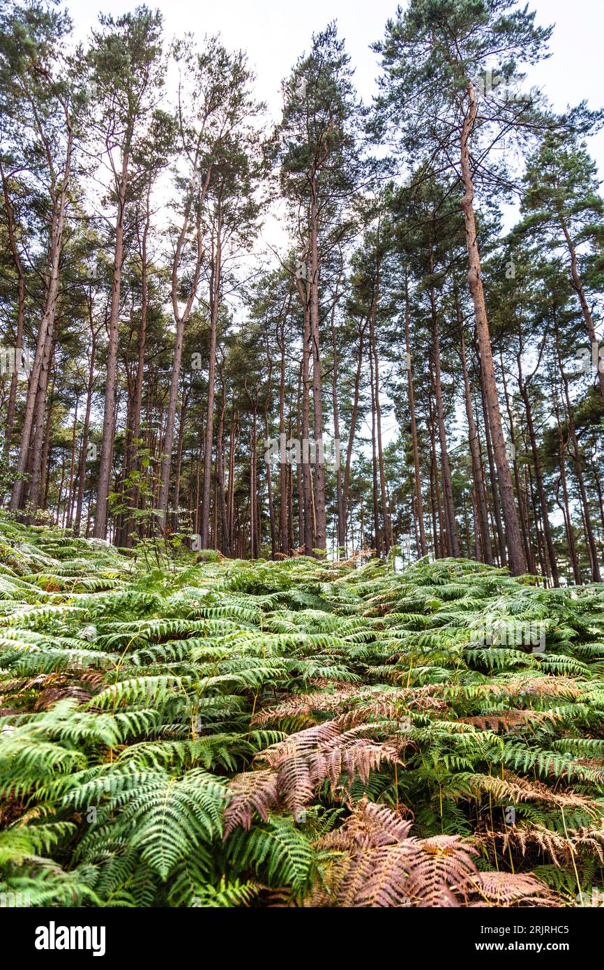 Trees and ferns of Bourne Woods in Surrey, England Stock Photo