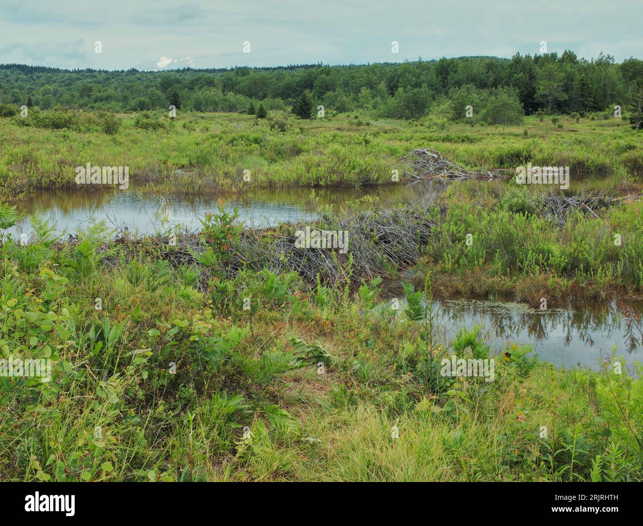 Dolly sods wildlife hi-res stock photography and images - Alamy
