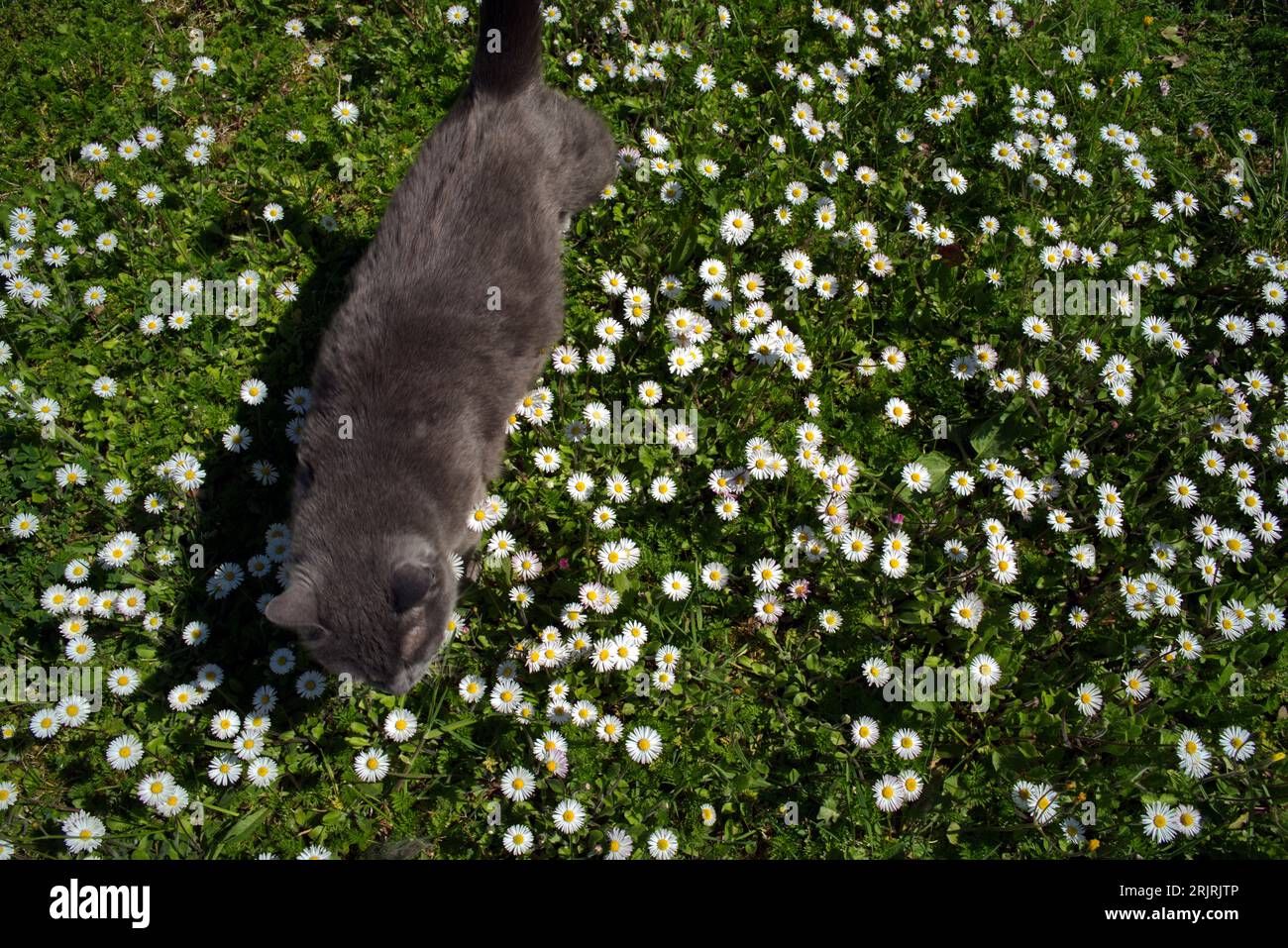 un gatto grigio in un campo di margherite Stock Photo