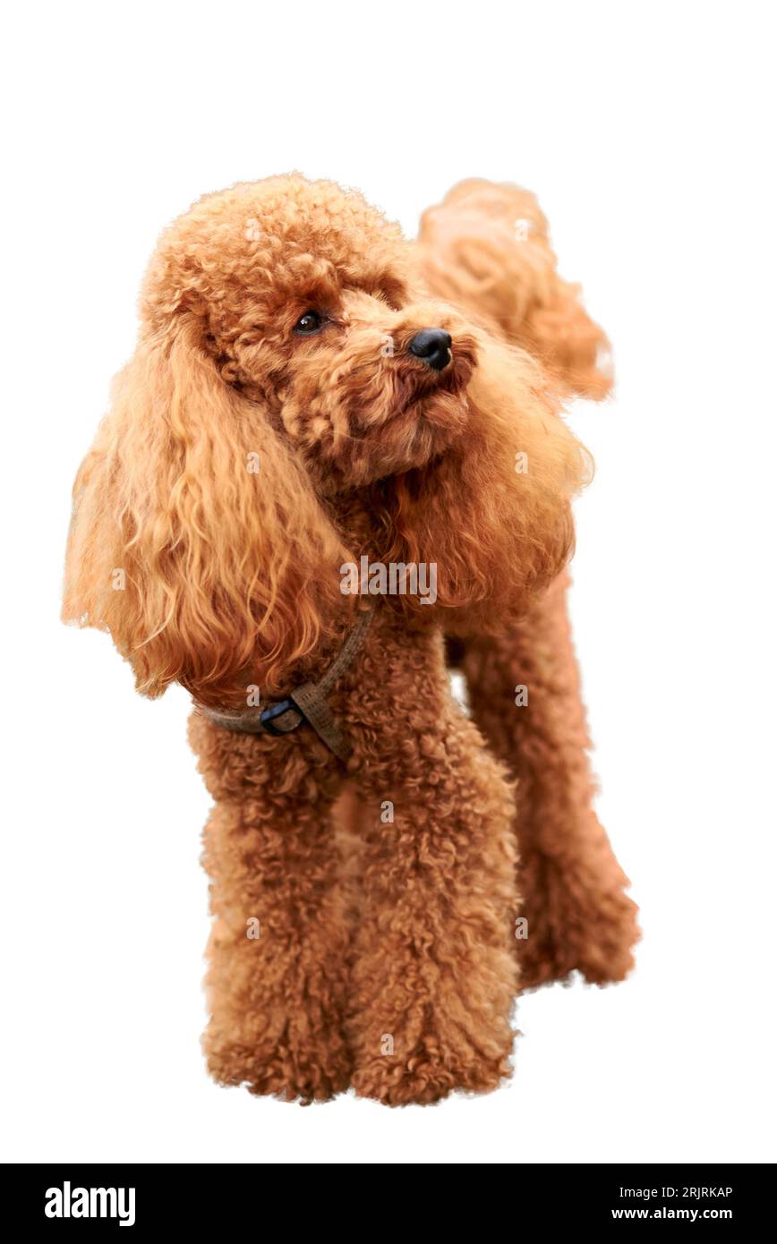 https://c8.alamy.com/comp/2RJRKAP/cute-red-haired-poodle-isolated-on-a-white-background-2RJRKAP.jpg