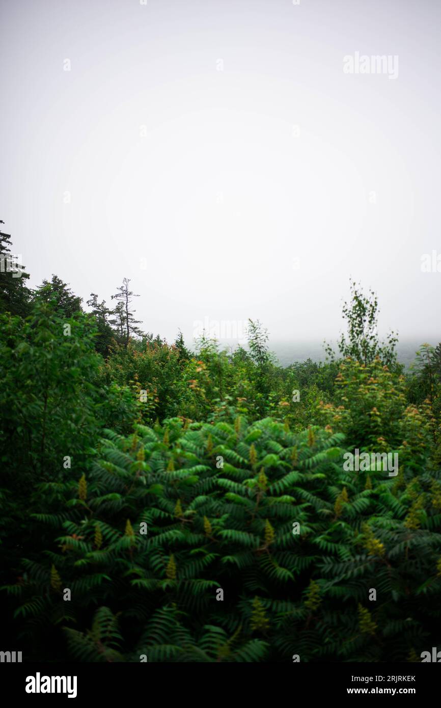 Dense jungle scene featuring lush hi-res stock photography and images ...
