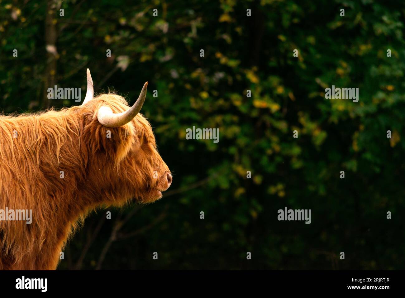 Wild animal side portrait. Head of cattle in sunshine. Red Scottish