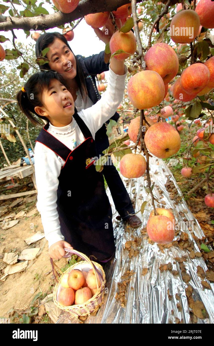 Obst ernten, pflücken hi-res stock photography and images - Alamy, image size:861x1390