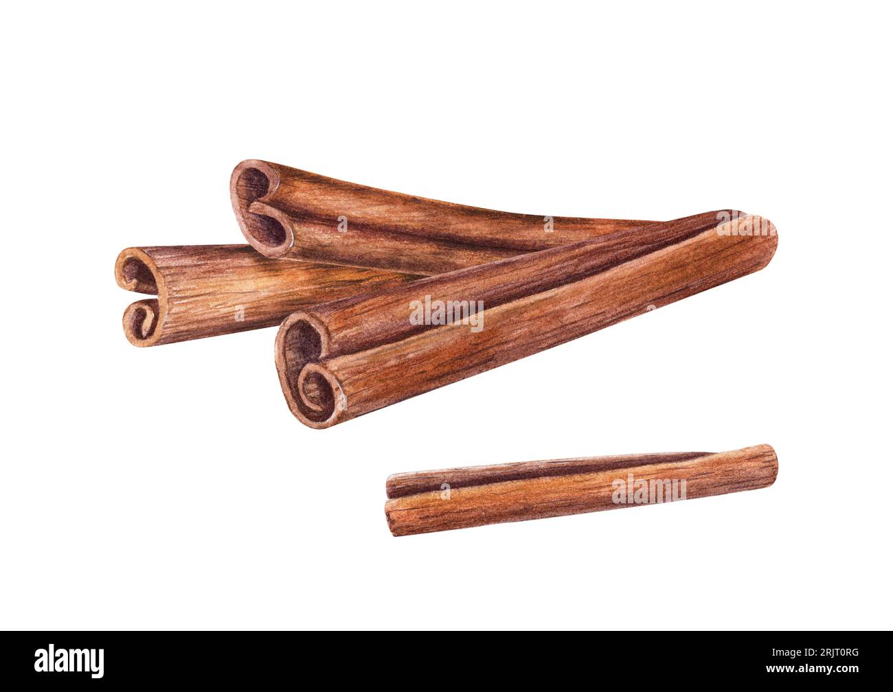 Composition of Cinnamon Sticks. Nature raw organic spice from tree bark. Watercolor illustration of cinnamon isolated on white background. Stock Photo