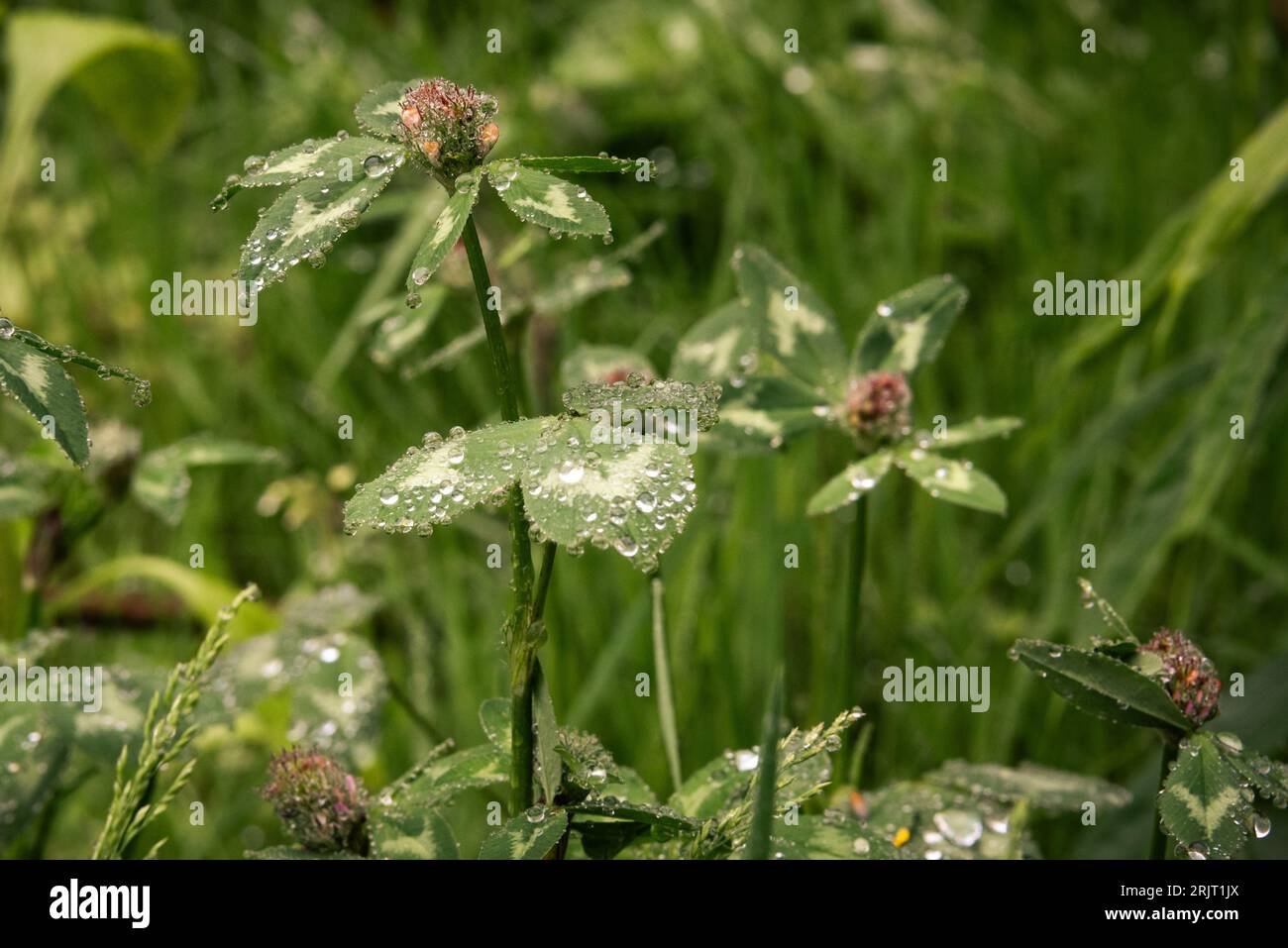 Water drops on Clover leaf. Like beads after rain in the foliage of the european forest in germany Stock Photo