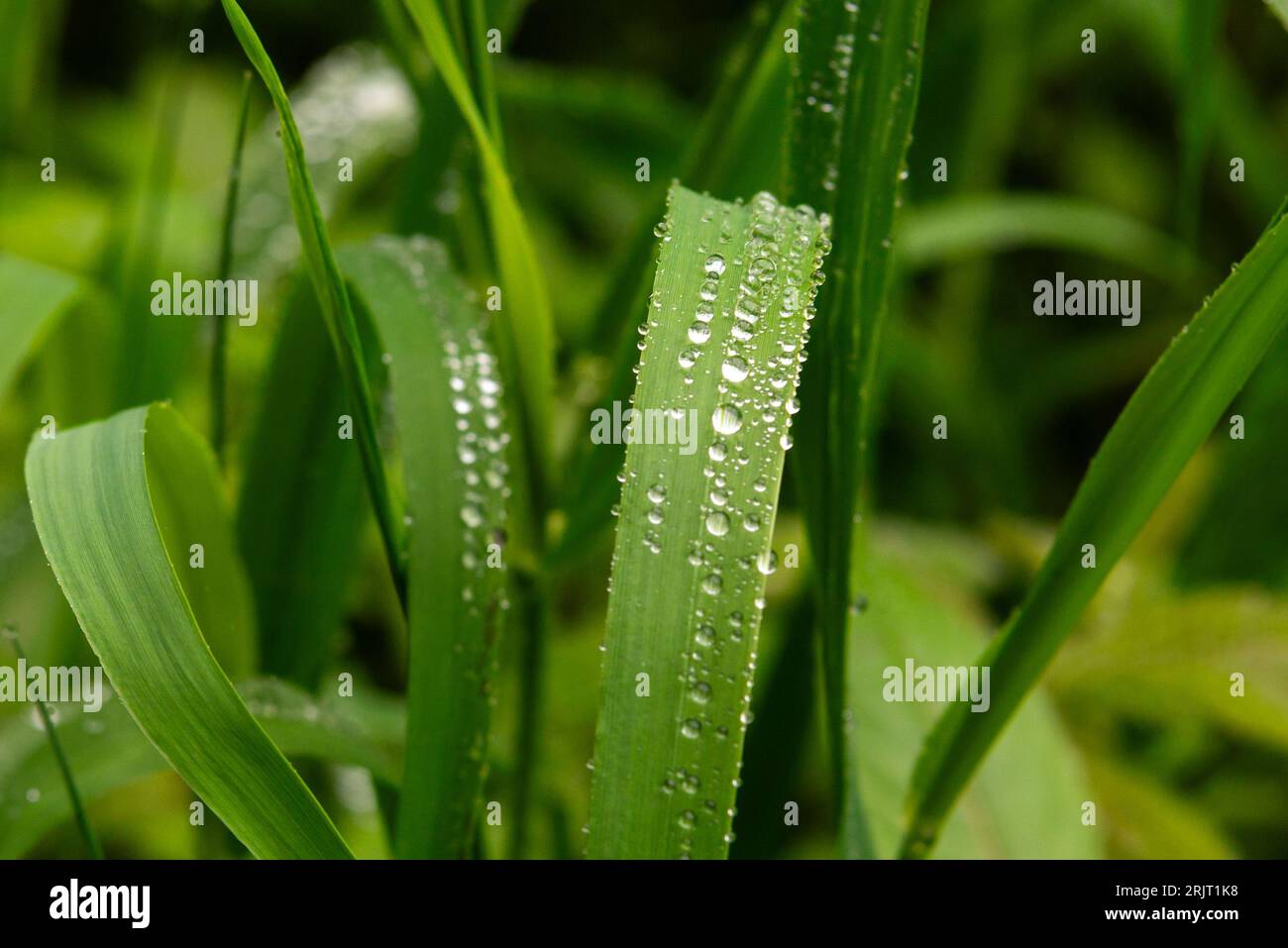 Water drops on leaf. Like beads after rain in the foliage of the european forest in germany Stock Photo