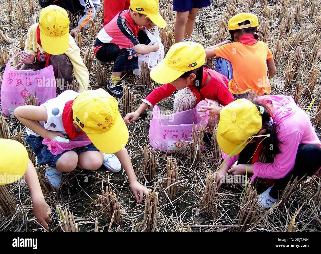 Bildnummer: 51543524  Datum: 01.11.2006  Copyright: imago/Xinhua Schüler einer Grundschule sammeln Reiskörner auf einem abgeernteten Reisfeld anlässlich der Weltspartags in Zhaoping Schüler einer Grundschule sammeln Reiskörner auf einem abgeernteten Reisfeld anlässlich der Weltspartags in Zhaoping - China -PUBLICATIONxNOTxINxCHN, Personen; 2006, Zhaoping, Guangxi, Kinder, Erstklässer, Schülerin, Kind, Mädchen, Jungen, Schulkinder, Reisfelder, Nahrungsmittel, Lebensmittel, Sparsamkeit, Weltspartag, aufsammeln, auflesen, Fleißarbeit, fleißig, Geduld, geduldig, Fleiß, Reiskorn, Grundschüler,; , q Stock Photo