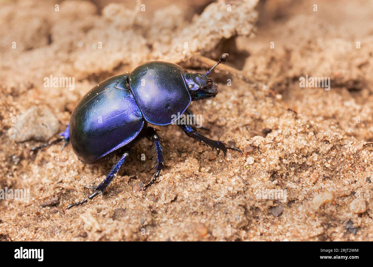 Doeberitzer Heide, Germany. 25th July, 2023. 25.07.2023, Doeberitzer Heide. A dung beetle (Geotrupidae) walks over the sandy ground in Doeberitz Heath, north of Potsdam and west of Berlin. The beetles find ideal conditions in the heath landscape on the areas of the former military training area Doeberitz, which is now a nature reserve. Credit: Wolfram Steinberg/dpa Credit: Wolfram Steinberg/dpa/Alamy Live News Stock Photo