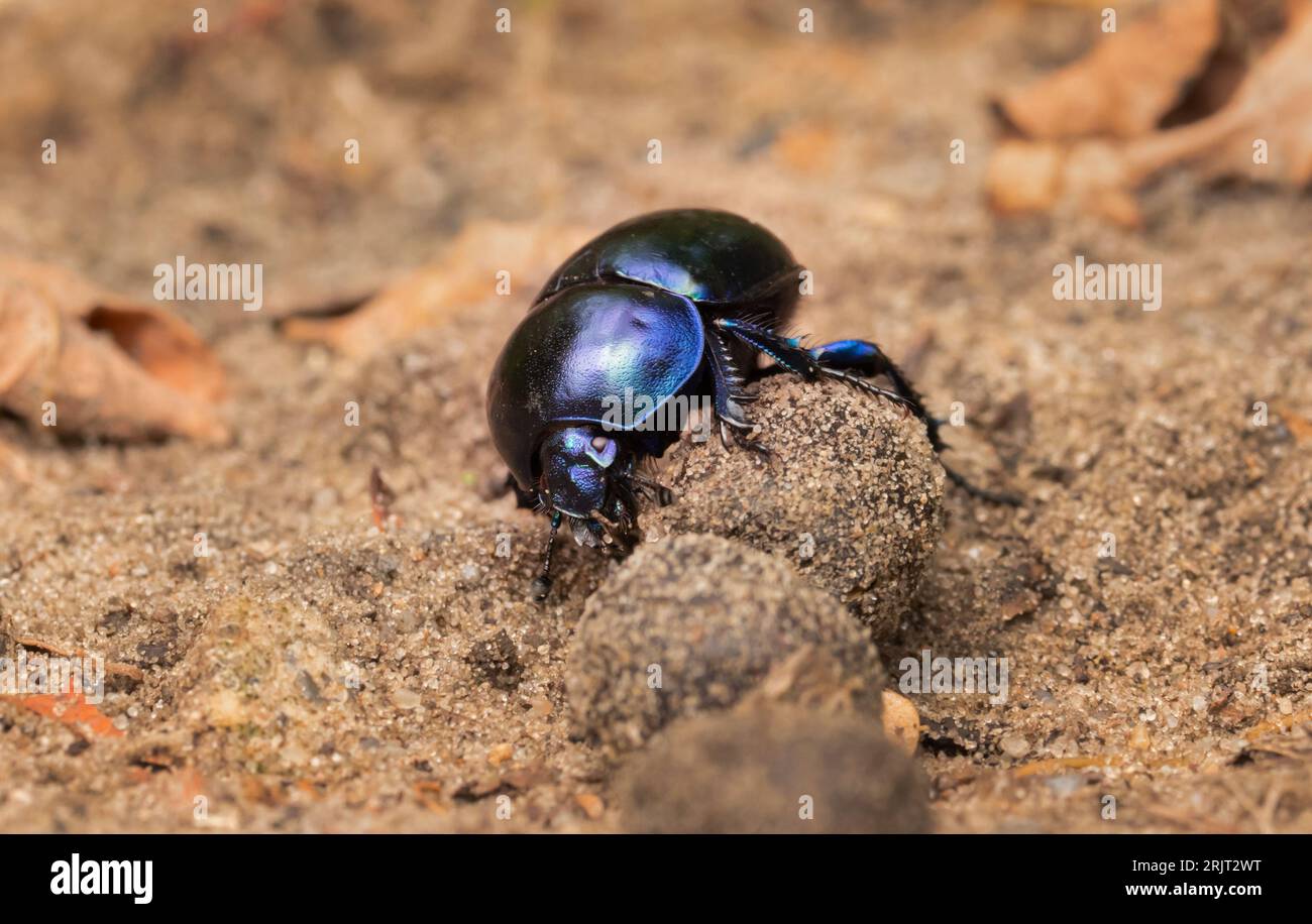 Doeberitzer Heide, Germany. 25th July, 2023. 25.07.2023, Doeberitzer Heide. A dung beetle (Geotrupidae) rolls a ball of droppings over the ground in Doeberitz Heath, north of Potsdam and west of Berlin. The beetles find ideal conditions in the heath landscape on the areas of the former military training area Doeberitz, which is now a nature reserve. Credit: Wolfram Steinberg/dpa Credit: Wolfram Steinberg/dpa/Alamy Live News Stock Photo