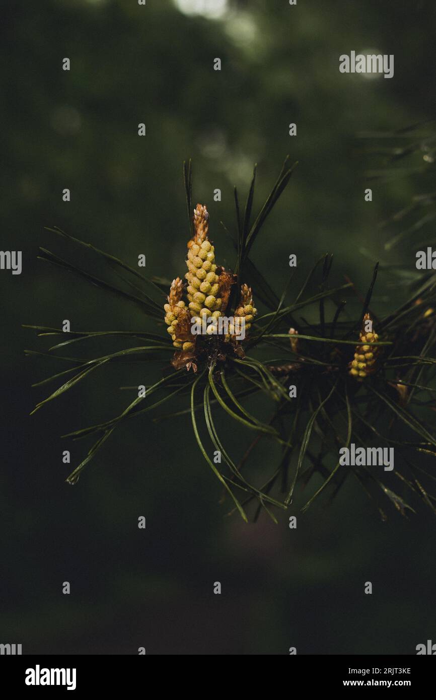 Scots pine pinus sylvestris needles hi-res stock photography and images ...