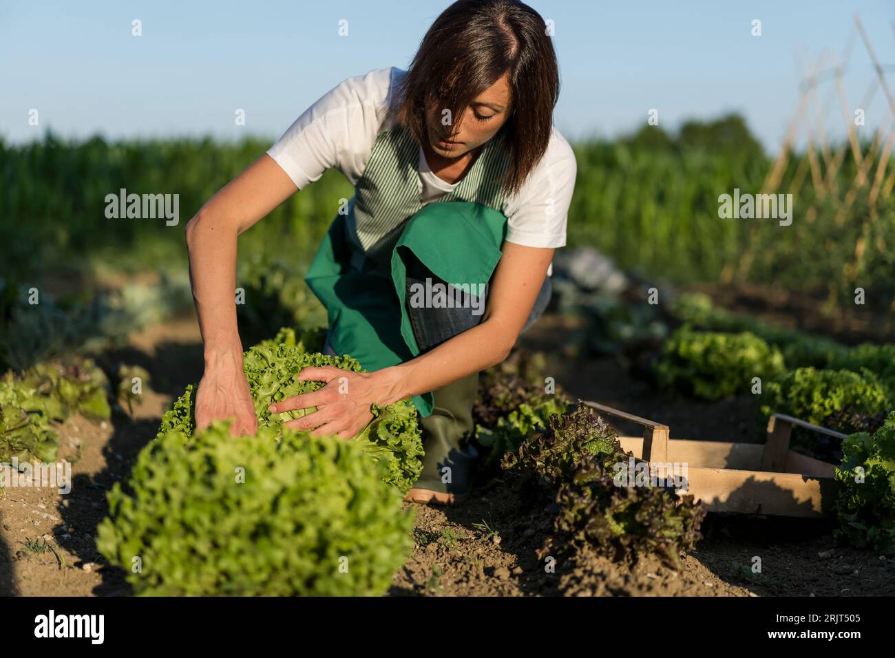 Woman working in her vegetable garden Stock Photo