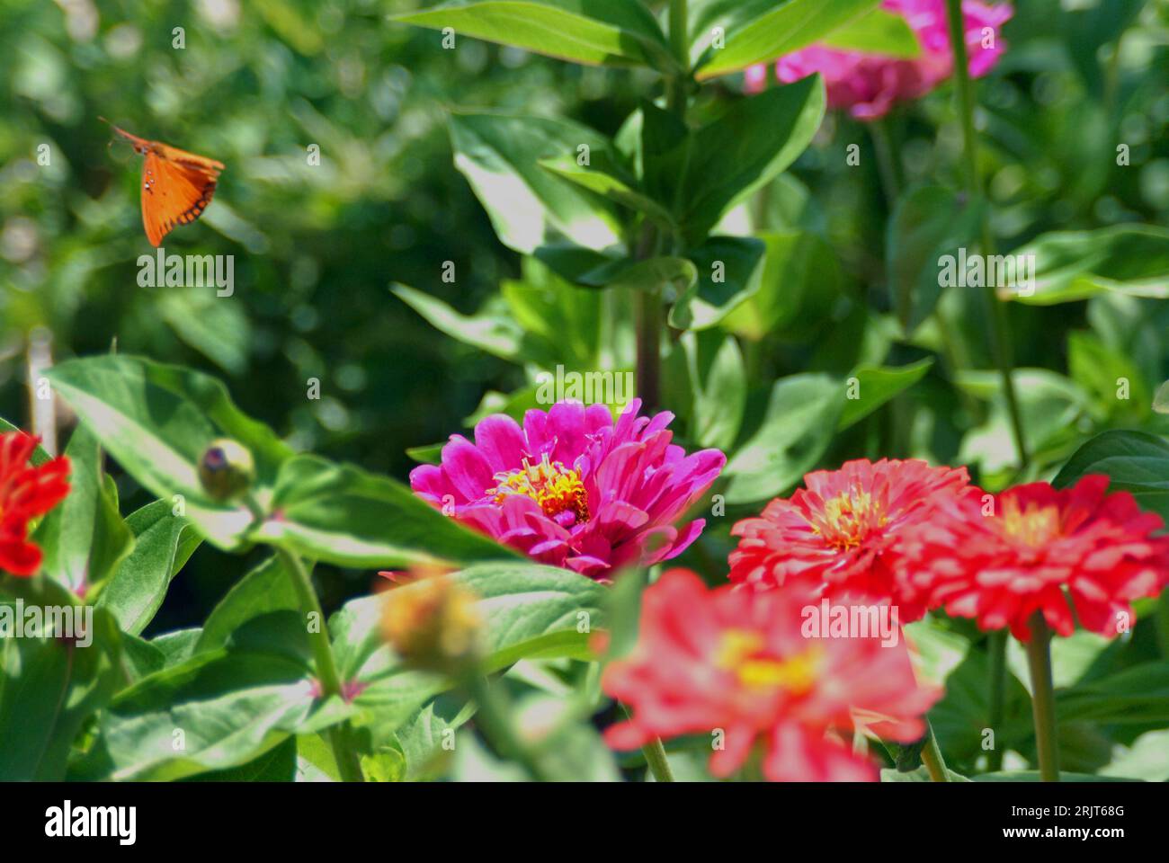 A vibrant butterfly is captured in mid-flight fluttering around a cluster of vivid, colorful flowers on a sun-drenched summer day Stock Photo