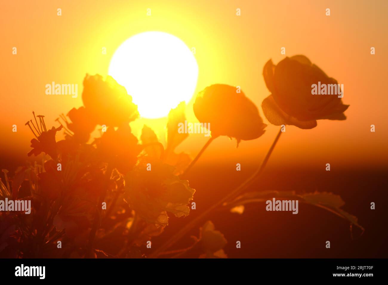 Bradley Beach, United States. 23rd Aug, 2023. The sun rises behind plastic memorial flowers, mounted on the rail of a seaside promenade, in New Jersey, United States on August 23, 2023. Credit: OOgImages/Alamy Live News Stock Photo