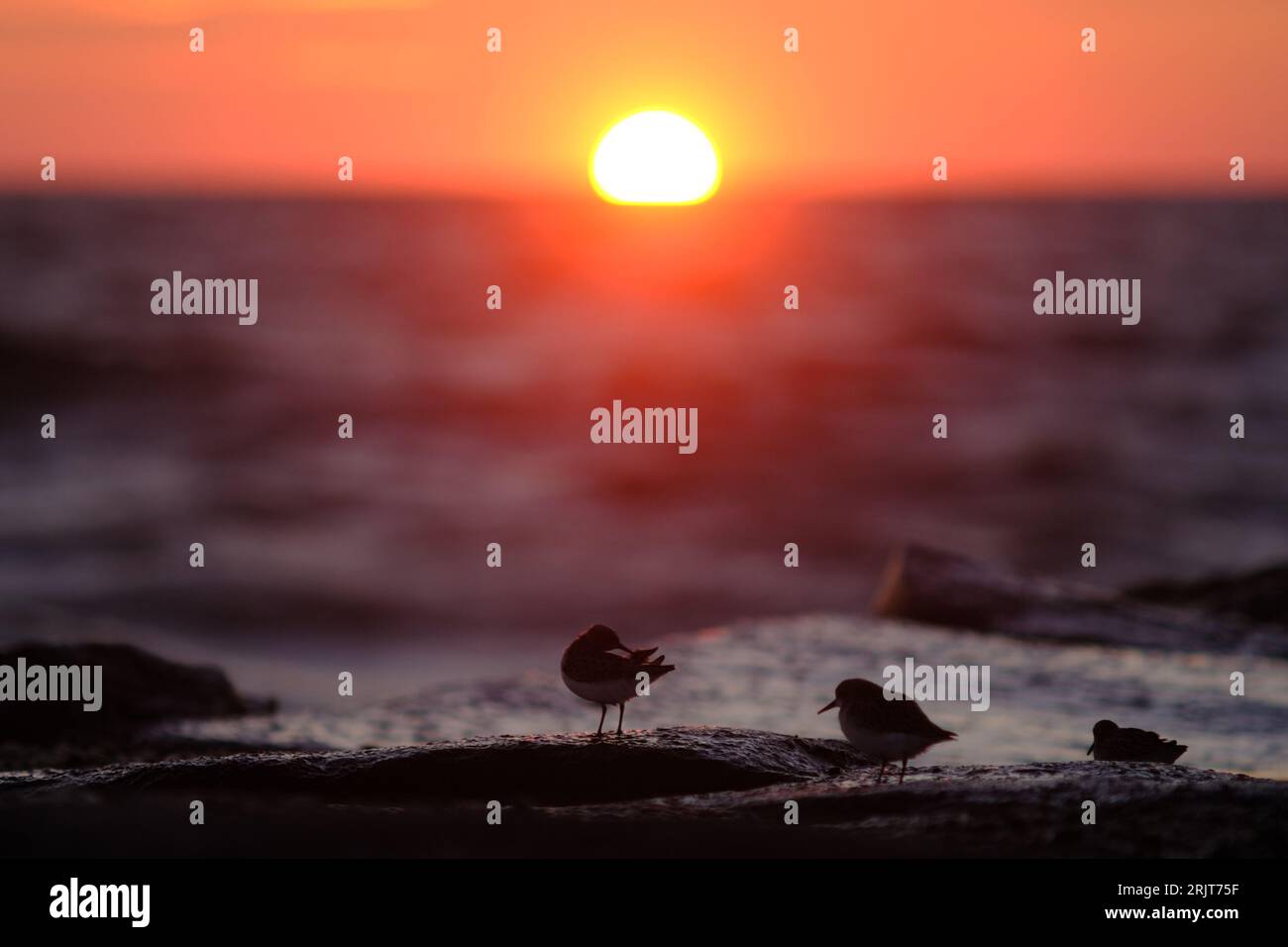 Bradley Beach, United States. 23rd Aug, 2023. Seabirds rest on a barrier as the sun rises over the Jersey Shore, in New Jersey, United States on August 23, 2023. Credit: OOgImages/Alamy Live News Stock Photo
