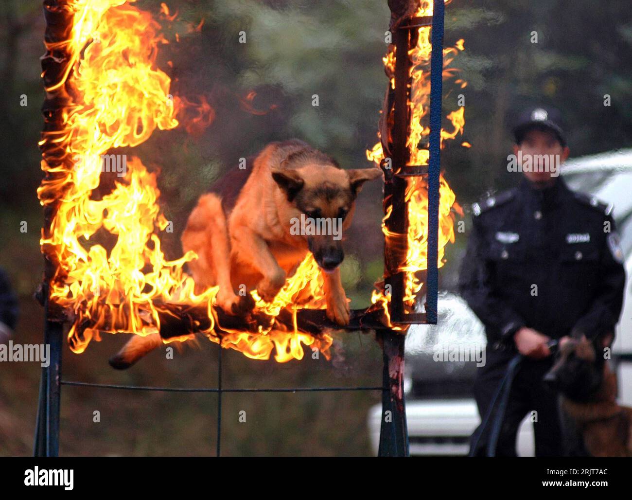 Bildnummer: 51591641  Datum: 10.12.2006  Copyright: imago/Xinhua Polizeihund springt während seines Trainings durch ein brennendes Hindernis in Liuzhou - China - PUBLICATIONxNOTxINxCHN, Tiere , Personen; 2006, Liuzhou, Polizeihunde, Hund, Hunde, Schäferhund, Schäferhunde, springen, springend, springender, springende, Übung, Übungen, Training, Hundeschule, Hundeschulen, Hundetraining, Ausbildung, Hundeausbildung, Feuer, Tiertraining , Säugetiere, Polizist, Polizisten, Hundestaffel, Hundestaffeln; , quer, Kbdig, Einzelbild, China,  , Polizei, Staat, Stock Photo