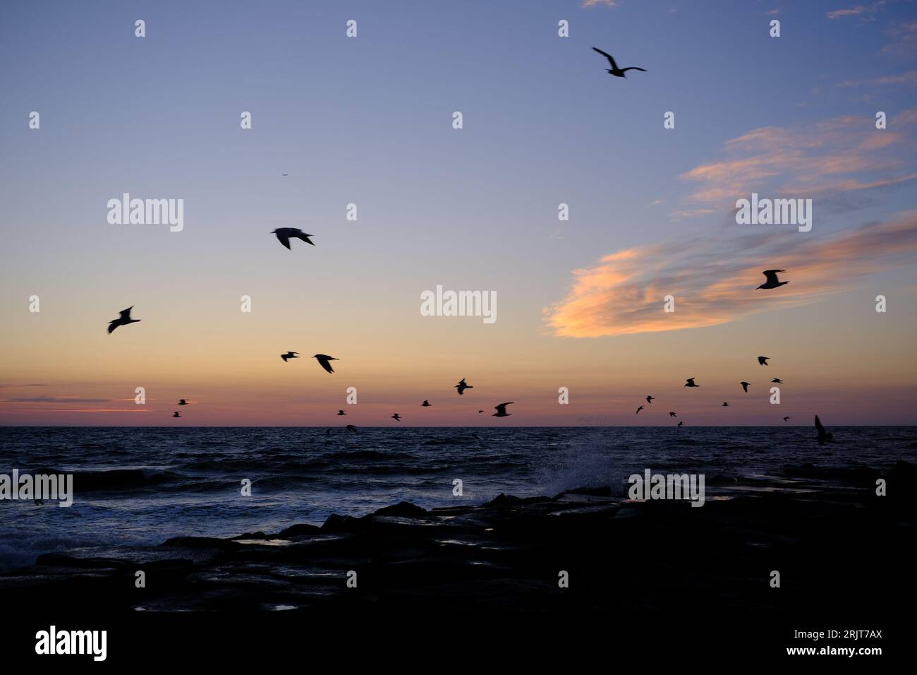 Bradley Beach, United States. 23rd Aug, 2023. Seabirds fly past a barrier as the sun rises over the Jersey Shore, in New Jersey, United States on August 23, 2023. Credit: OOgImages/Alamy Live News Stock Photo