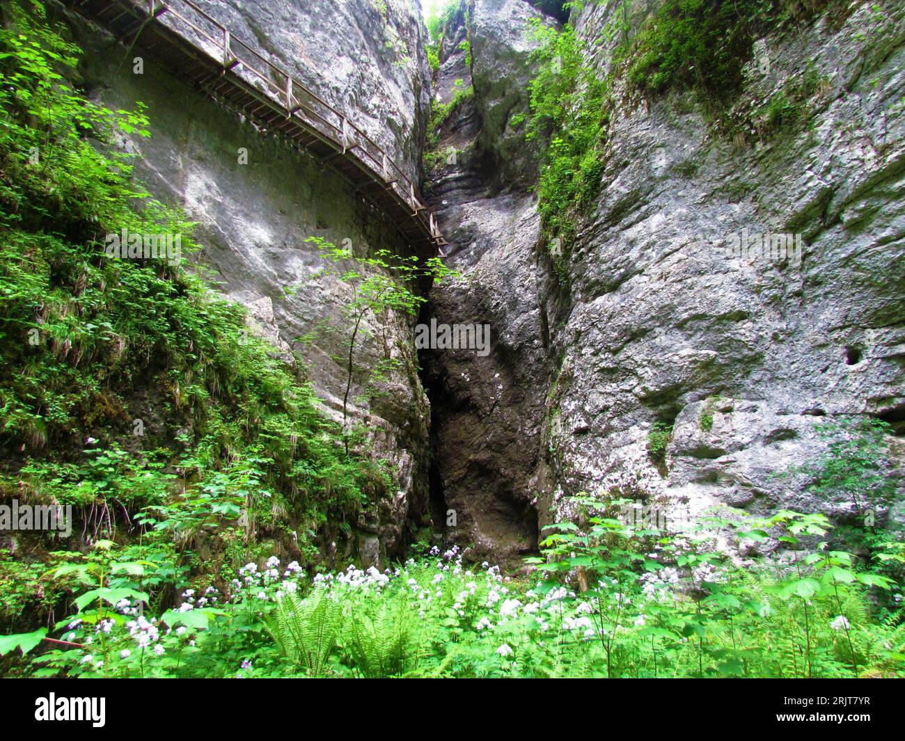 Wooden walkway leading into a narrow cave passage, next to a vertical rock wall at Pokljuka gorge in Gorenjska, Slovenia Stock Photo